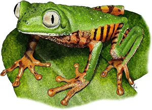 Monkey Prints: Tiger-Legged Monkey Frog