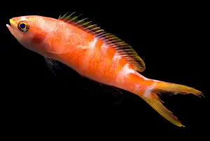 Orange Prints: Tiger Queen Anthias