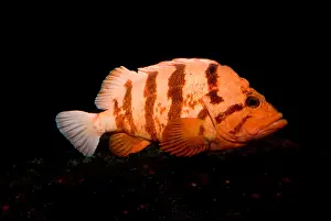Orange Prints: Tiger Rockfish