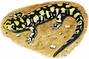 Tigrinum Prints: Tiger Salamander