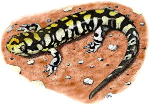 East Prints: Tiger Salamander