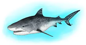April Prints: Tiger Shark