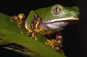 Stripes Prints: Tiger Stripe Monkey Frog