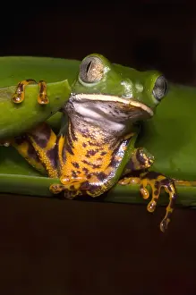 Monkey Prints: Tiger-Stripe Monkey Frog