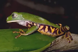Monkey Prints: Tiger-Stripe Monkey Frog