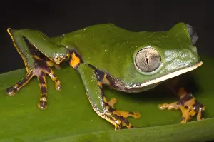 Monkey Prints: Tiger Stripe Monkey Frog