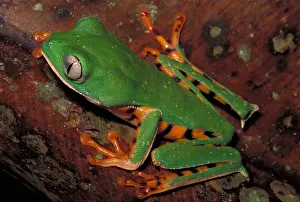 Horizontal Prints: Tiger-striped monkey frog