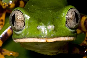 Monkey Prints: Tiger Striped Monkey Frog