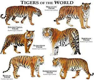 World Prints: Tigers of the World