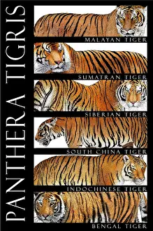 Big Cats Prints: Tigers of the World