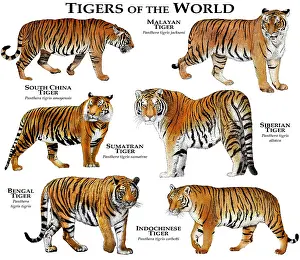 Animals Prints: Tigers of the World