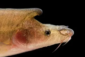 Survey Prints: Tiled Golden-line Barbel (Sinocyclocheilus tilehornes)