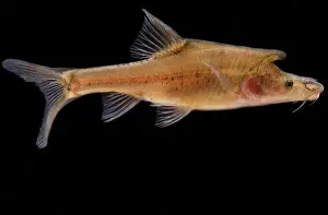 Hypogean Prints: Tiled Golden-line Barbel (Sinocyclocheilus tilehornes)