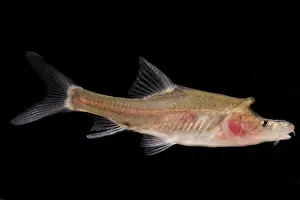 China Prints: Tiled Golden-line Barbel (Sinocyclocheilus tilehornes)