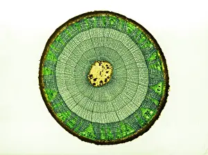 Angiosperm Prints: Tilia Stem, light micrograph
