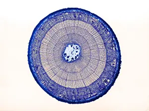 Angiosperm Prints: Tilia Stem, light micrograph