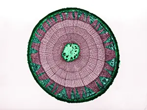 Angiosperm Prints: Tilia Stem, light micrograph