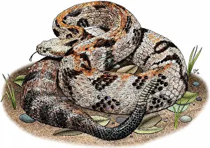 Serpent Prints: Timber rattlesnake