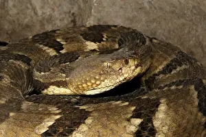 Coiled Prints: Timber Rattlesnake, Crotalus horridus