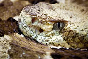 Serpentes Prints: Timber Rattlesnake (Crotalus horridus)