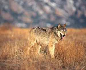 Predator Prints: Timber Wolf or Gray Wolf, in the Grass, North America