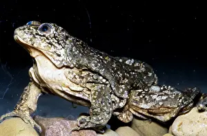 2004 Prints: Titicaca frog (Telmatobius culeus)
