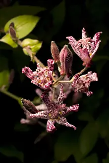 Angiosperm Prints: Toad Lily