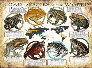 Maps Prints: Toad Species of the World
