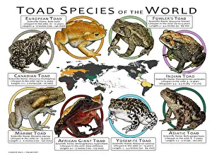Prints: Toad Species of the World