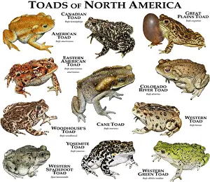 Plain Prints: Toads of North America