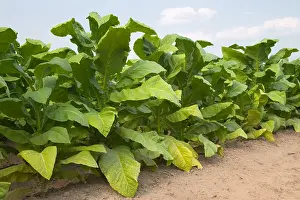 Leaf Prints: Tobacco Field