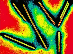 2000 Prints: Tobacco mosaic virus