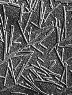 Pathogen Prints: Tobacco Mosaic Virus, Microscopic Photo, Tem