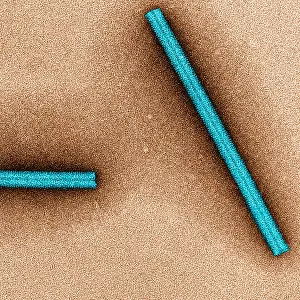 Mosaic Prints: Tobacco mosaic Virus, TEM