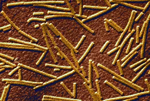 Mosaic Prints: Tobacco mosaic Virus, TEM