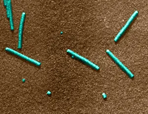 Mosaic Prints: Tobacco mosaic Virus, TEM