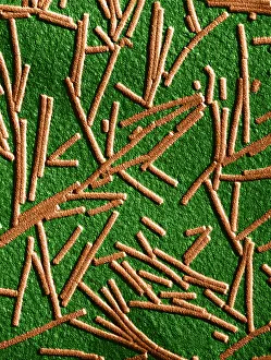 Mosaic Prints: Tobacco mosaic Virus, TEM