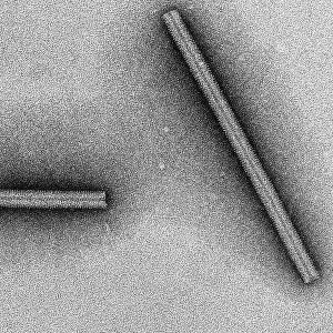 Tobacco mosaic Virus, TEM