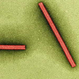 Tobacco mosaic Virus, TEM