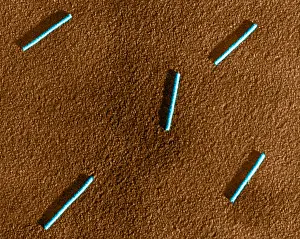Mosaic Prints: Tobacco mosaic Virus, TEM