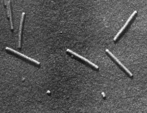 Mosaic Prints: Tobacco mosaic Virus, TEM