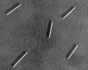 Microorganisms Prints: Tobacco mosaic Virus, TEM