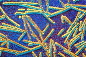 Microorganisms Prints: Tobacco mosaic Virus, TEM