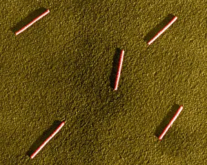Pathogen Prints: Tobacco mosaic Virus, TEM