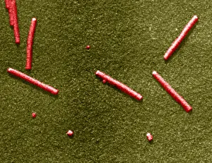 Pathogen Prints: Tobacco mosaic Virus, TEM