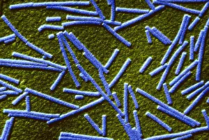 Pathogen Prints: Tobacco mosaic Virus, TEM