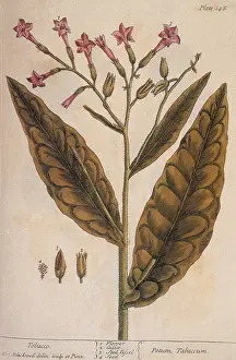 Evil Prints: Tobacco, Nicotiana Tabacum
