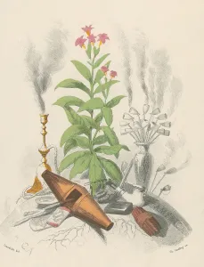 Hazard Prints: Tobacco Plant, 19th Century