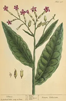 Illustrator Prints: Tobaco, Medicinal Plant, 1737