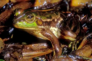 2005 Prints: Tocantins River Pseudid Frog
